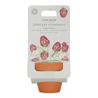 Little Dutch Odlingskit Strawberry